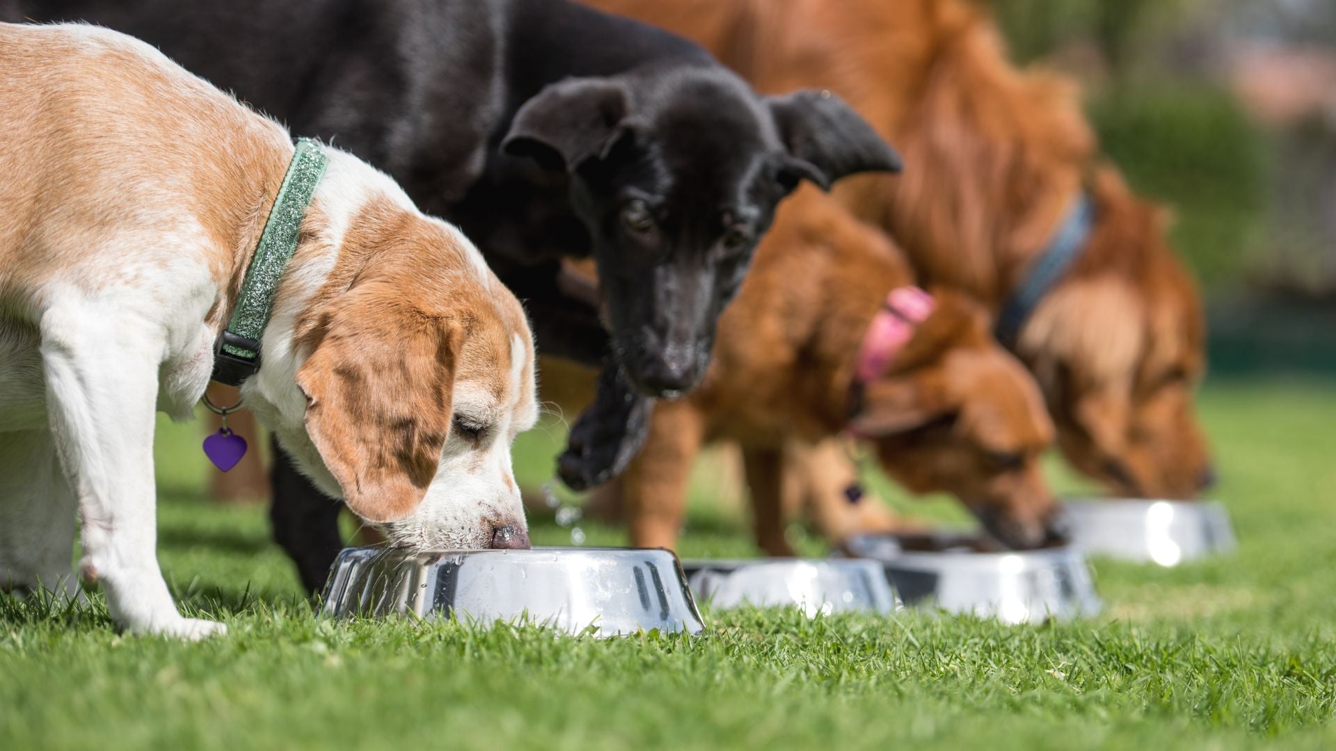 The Benefits of Feeding Your Dog Cachorrisimo’s Chicken & Brown Rice Kibble