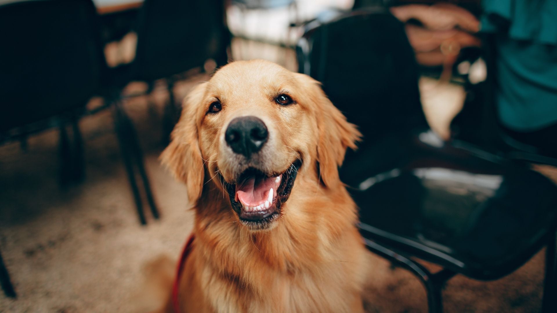 Understanding the Importance of High-Quality Ingredients in Dog Food